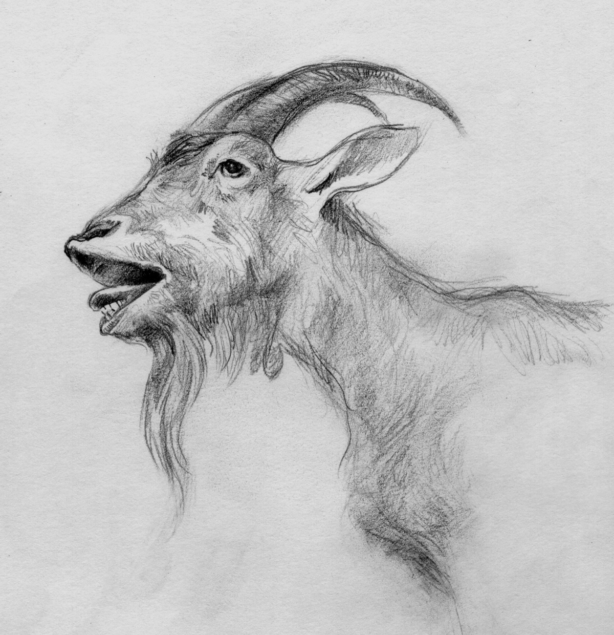 Ilustración Cuentos Crudos 11